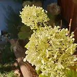 Art & Nature In Der Naehe Ffm-messe 公寓式酒店